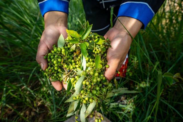 北山野“小辛香”如何迈向“大市场”AG真人旗舰厅一颗山苍子的新生：粤(图4)
