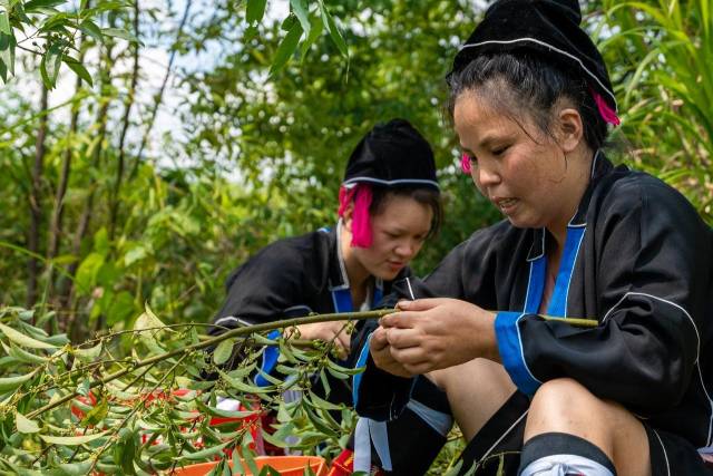 北山野“小辛香”如何迈向“大市场”AG真人旗舰厅一颗山苍子的新生：粤(图3)